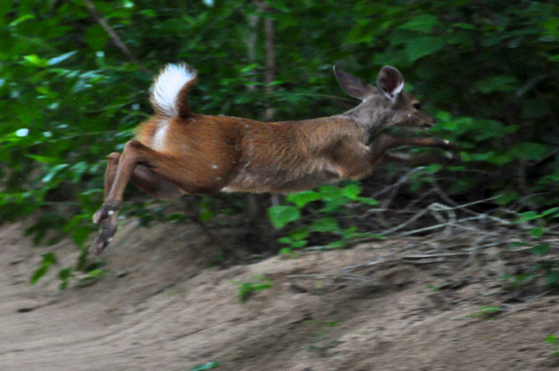 Melanie Heinrich - travel images - Lion Sands Private Game Reserve